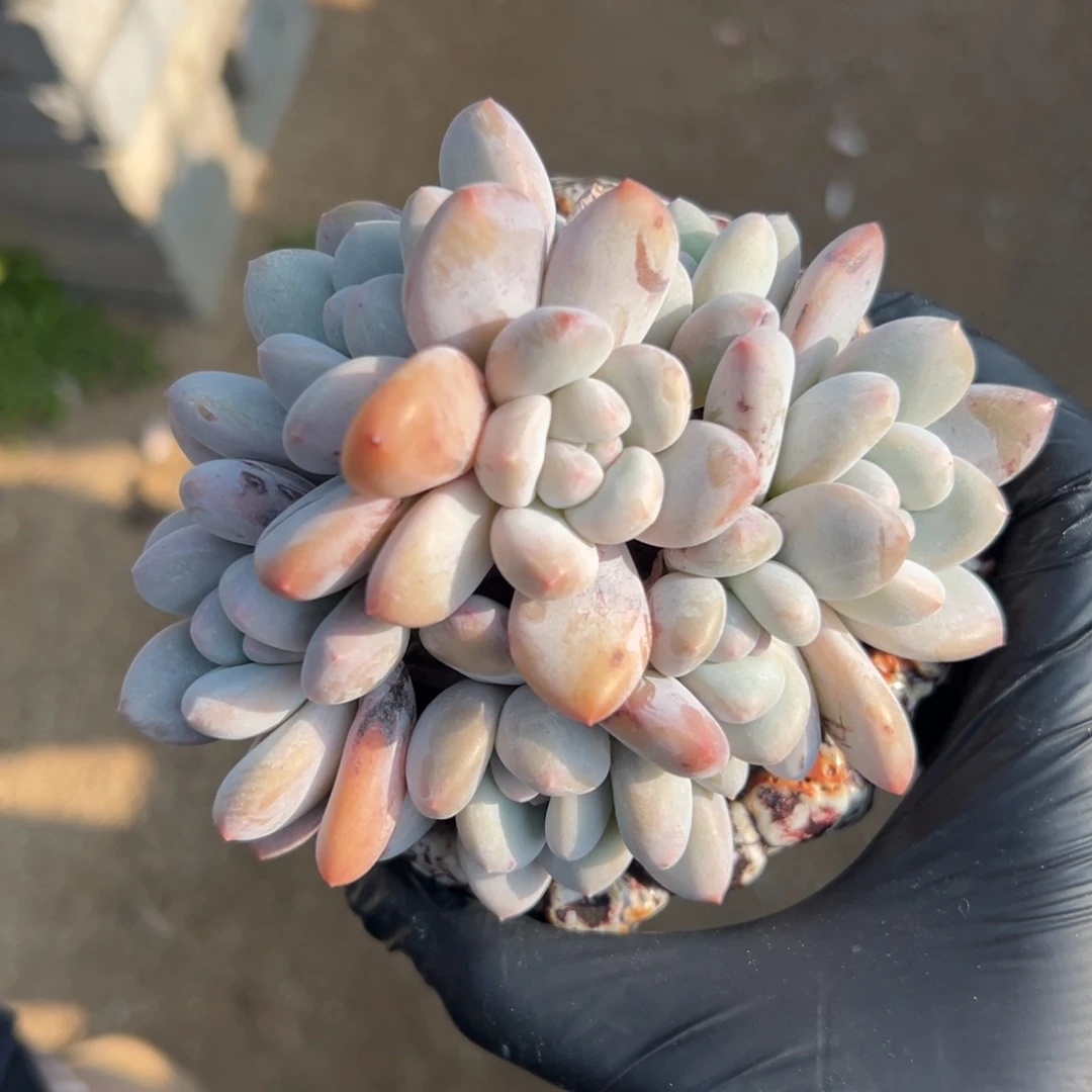 特香水11111111111