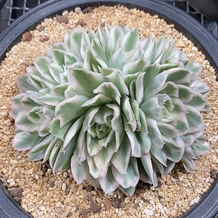 紫蝴蝶锦多肉植物