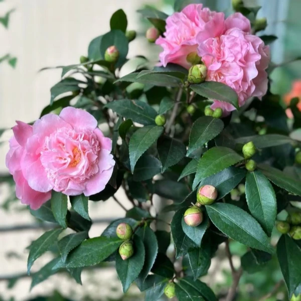 【40-50高】带花苞香妃茶花树苗盆栽殖耐寒耐热四季常青室内绿植