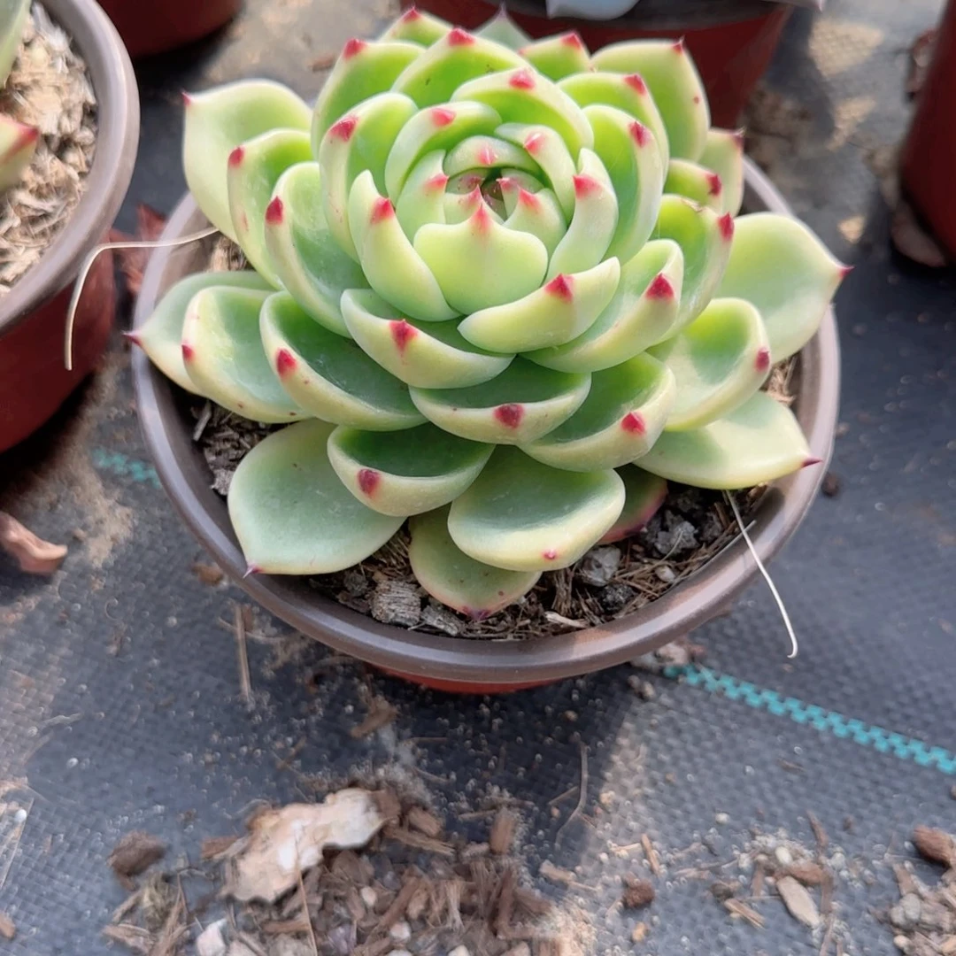 无花朵蓝龙大单头