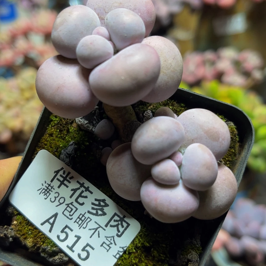 515芭比奶酪7厘米多肉