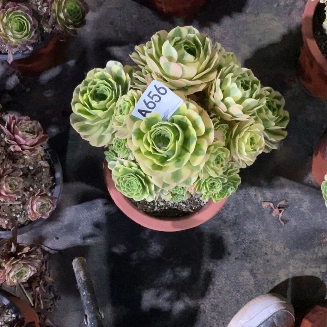 ?****金丝翡翠656多肉法师植物