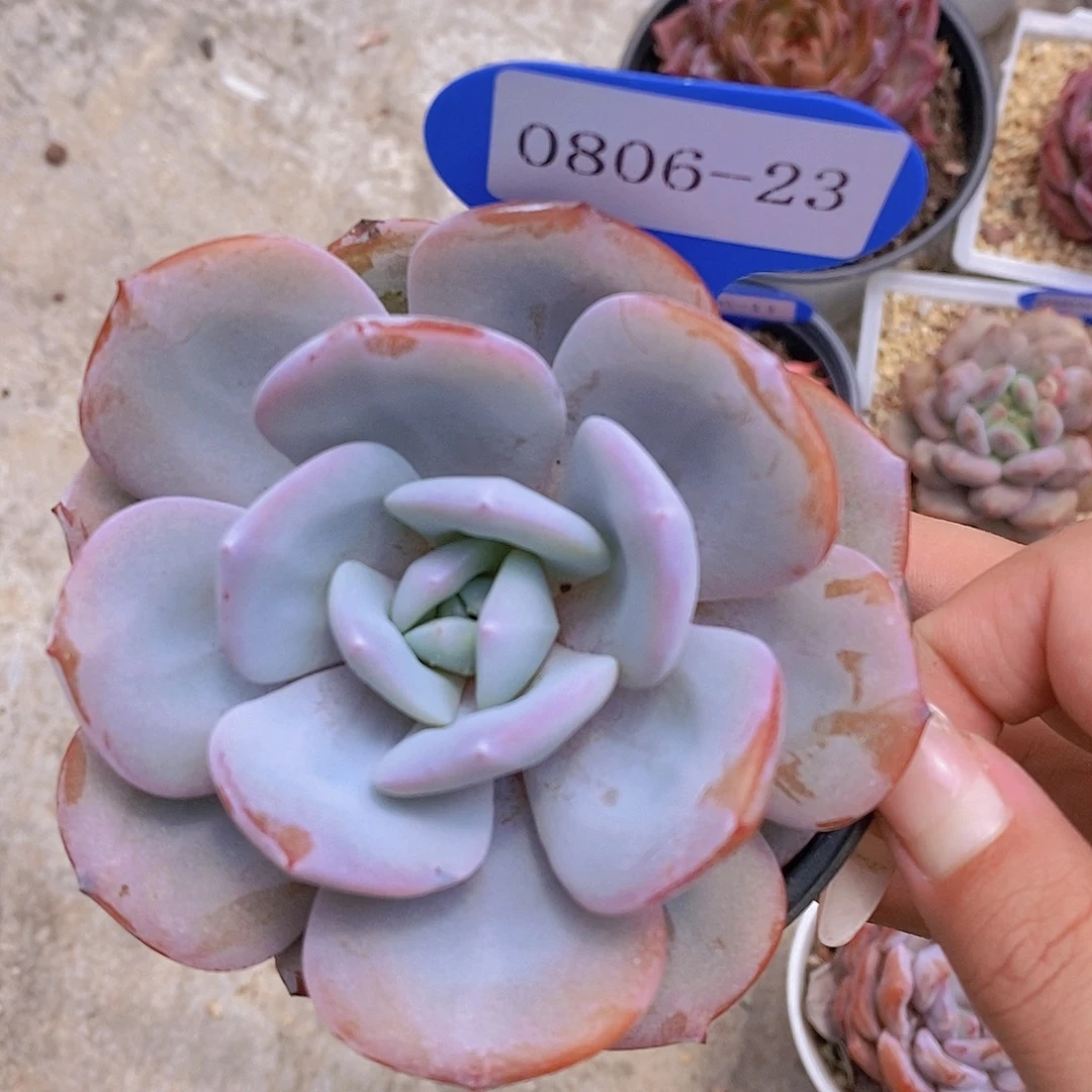 0806-23-大奶茶单头福利一颗一物一拍