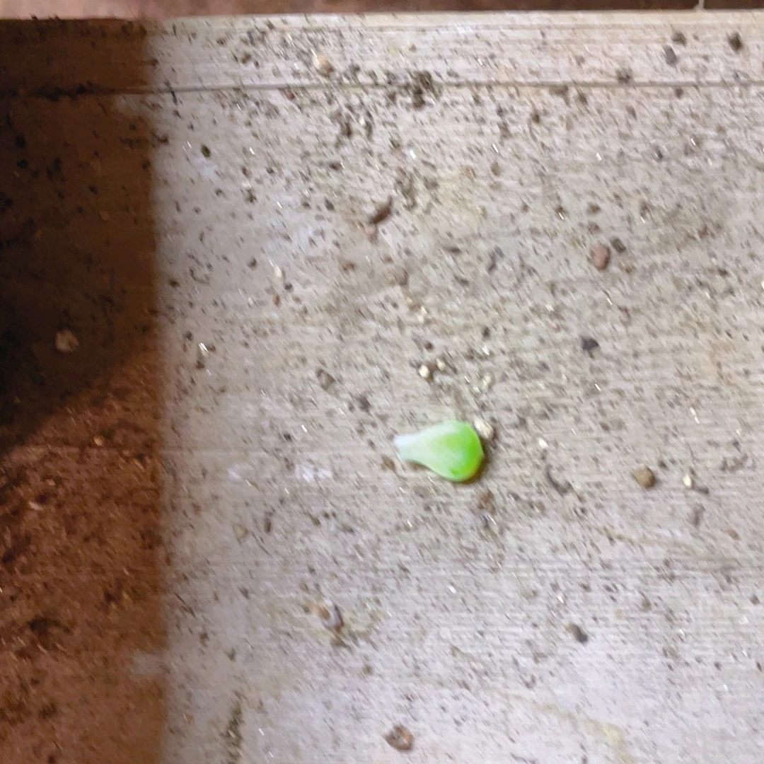 泼天叶子一片一个满25包邮