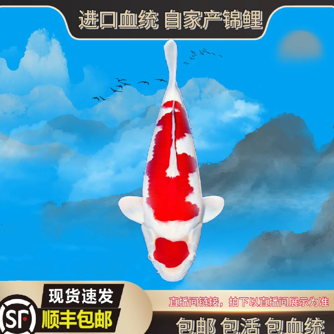 精品观赏鱼锦鲤红白大正昭和活体淡水鱼