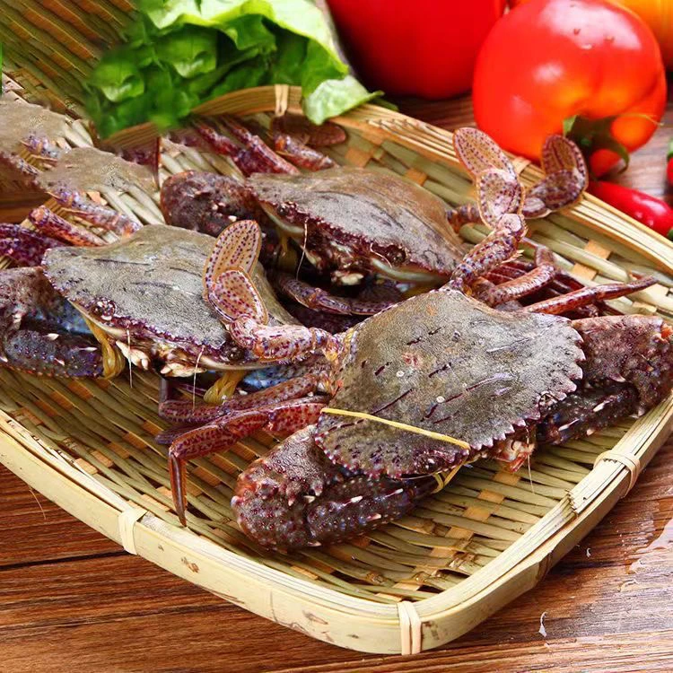 东山岛野生海捕金刚蟹黑蟹鲜活速冻顺丰包鲜到家