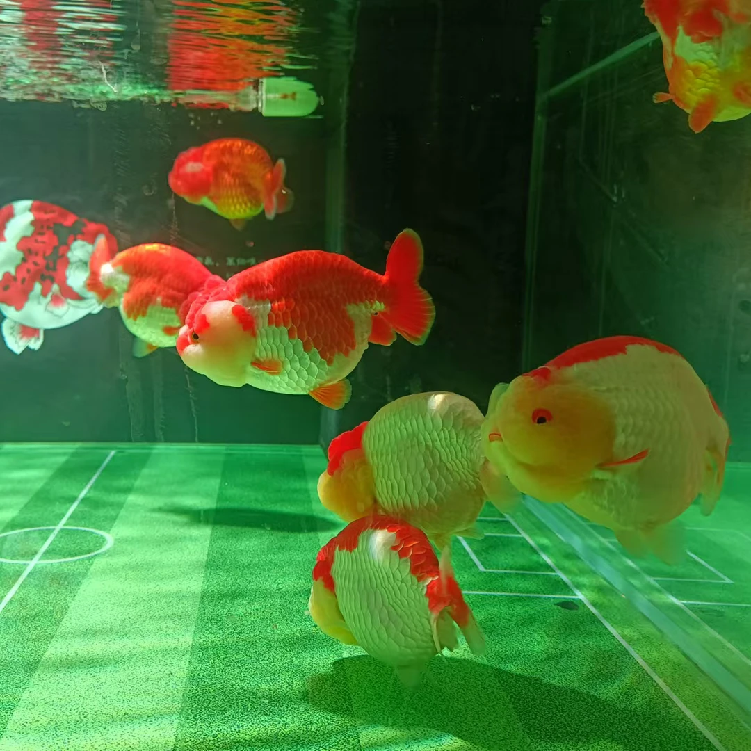 精品福州兰寿金鱼观赏鱼金鱼冷水鱼