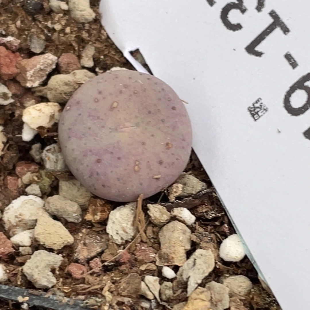 19-137奶油嘴多肉植物