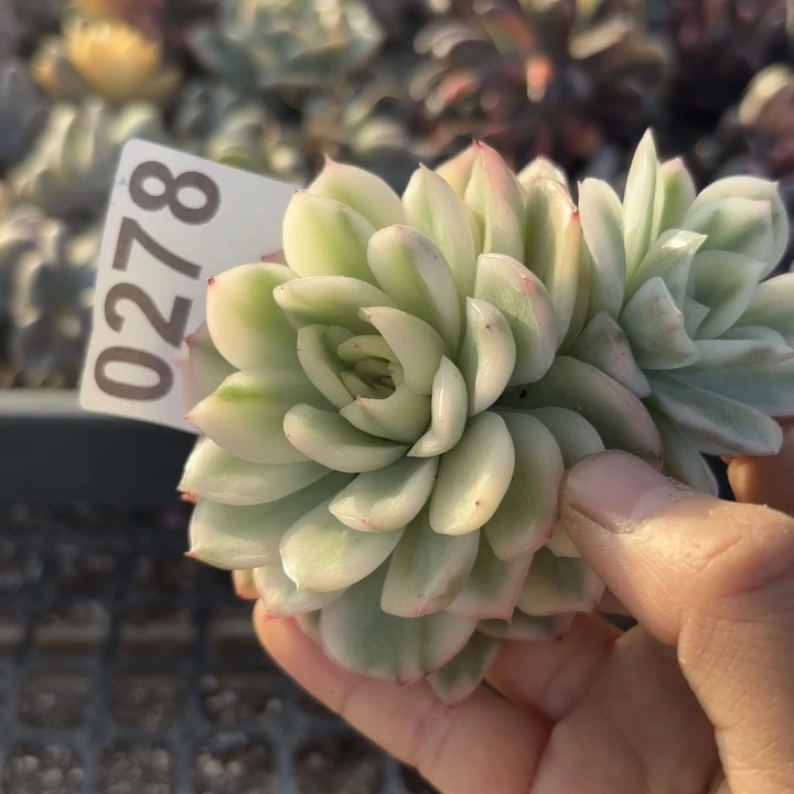 多肉植物满18包邮当场凑单