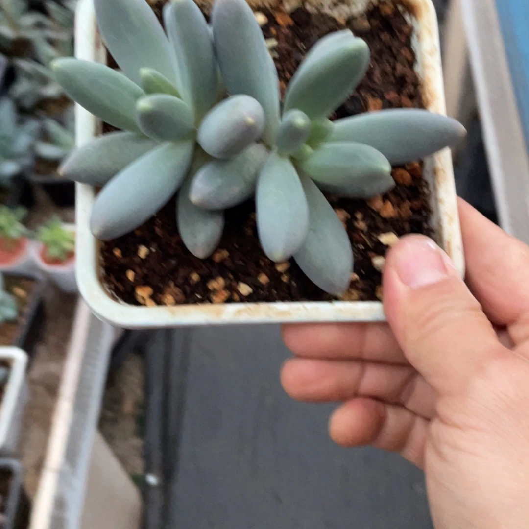 多肉植物胖体烟花双头