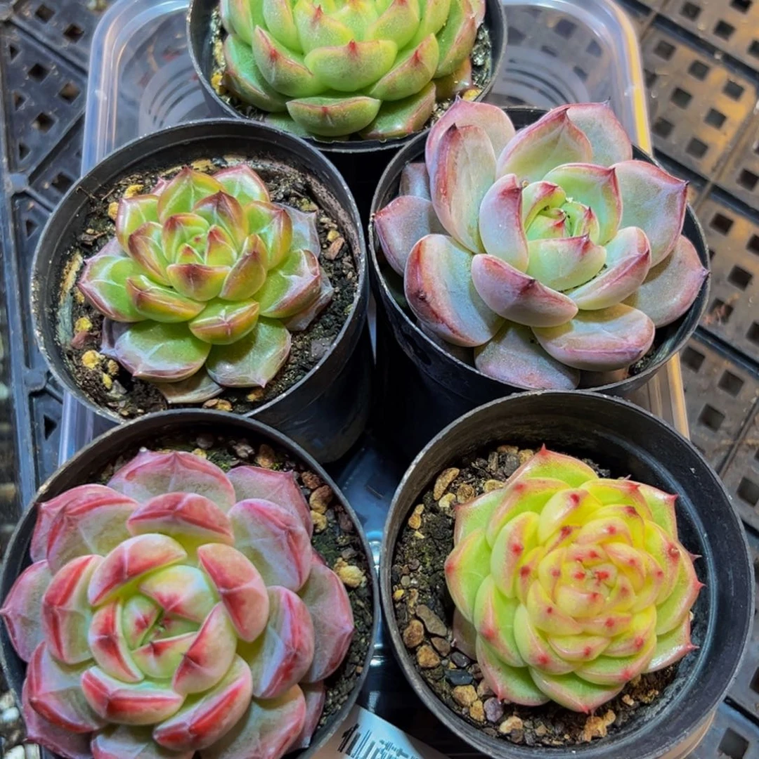 315多肉葡萄的价格是多少啊