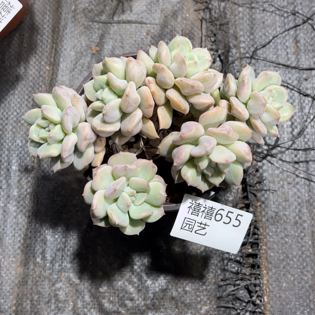 是***呀655超奶多肉植物～