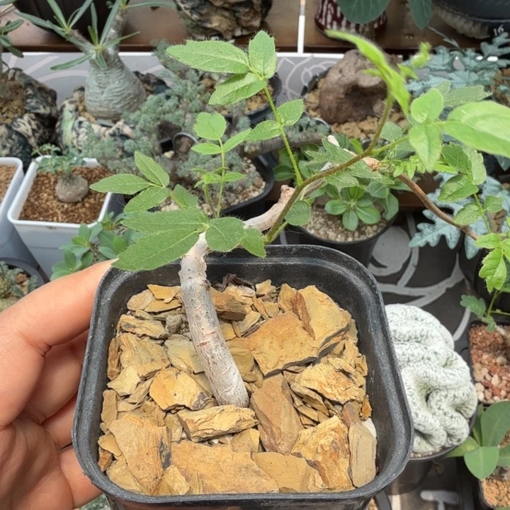 滔天橄榄 305 305 仙人球