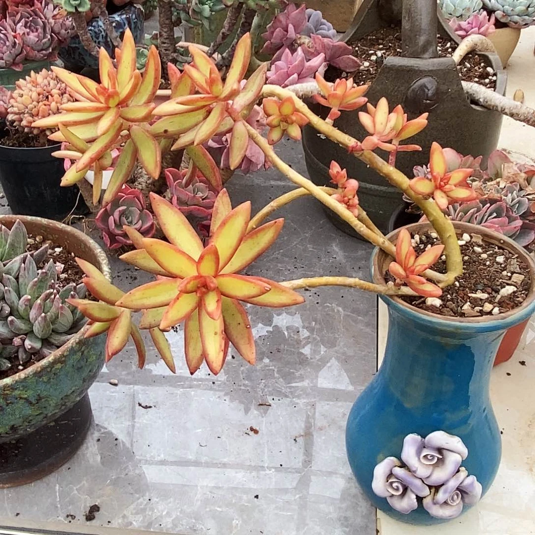 多肉植物非常福利红日