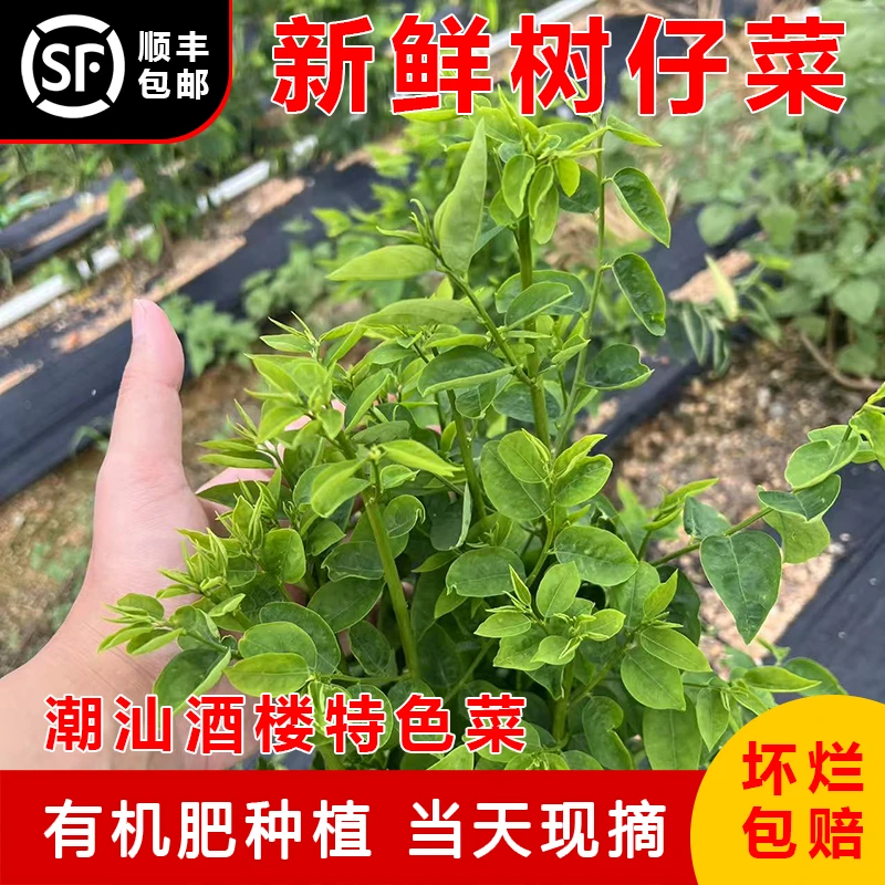 潮汕脆嫩树仔菜新鲜正宗树菜青菜