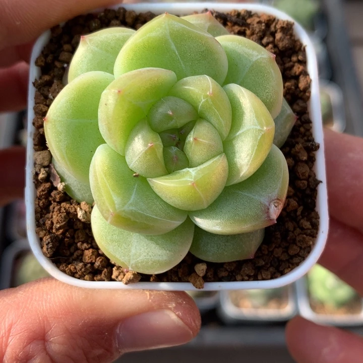 宽叶。   暗纹款。    麦秆杂。   39号