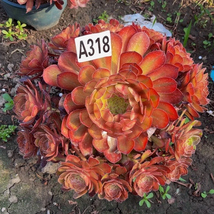 15-6，万七彩法师包邮