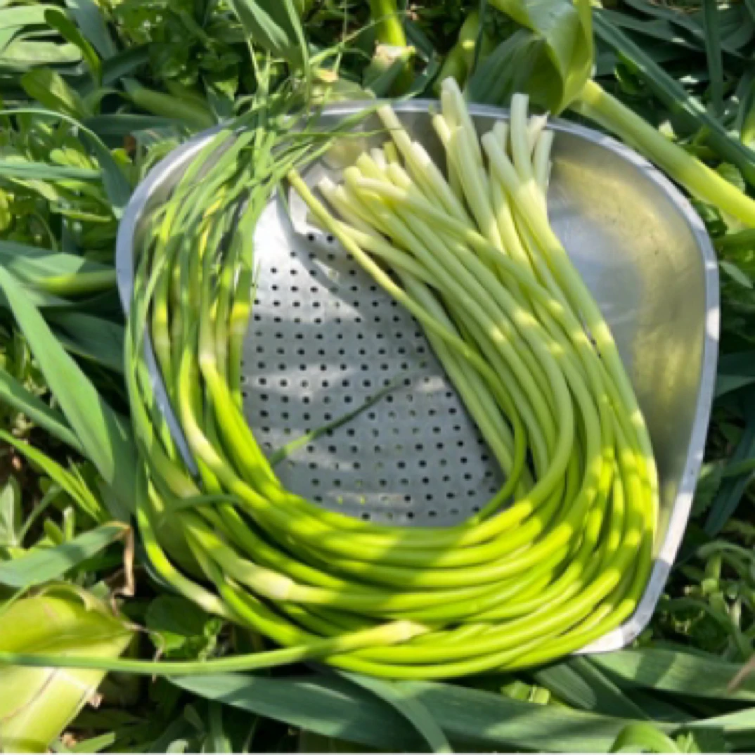 南部农家自种蒜苔