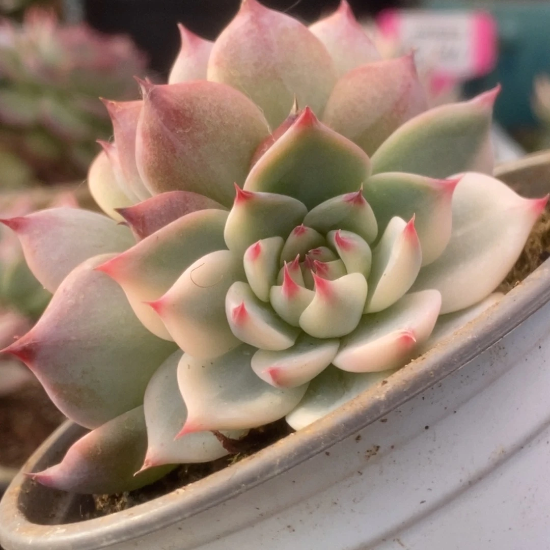 705锦锦锦锦锦锦锦锦