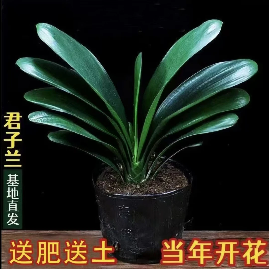 Z君子兰盆栽室内绿植耐寒盆栽客厅阳台庭院四季花卉