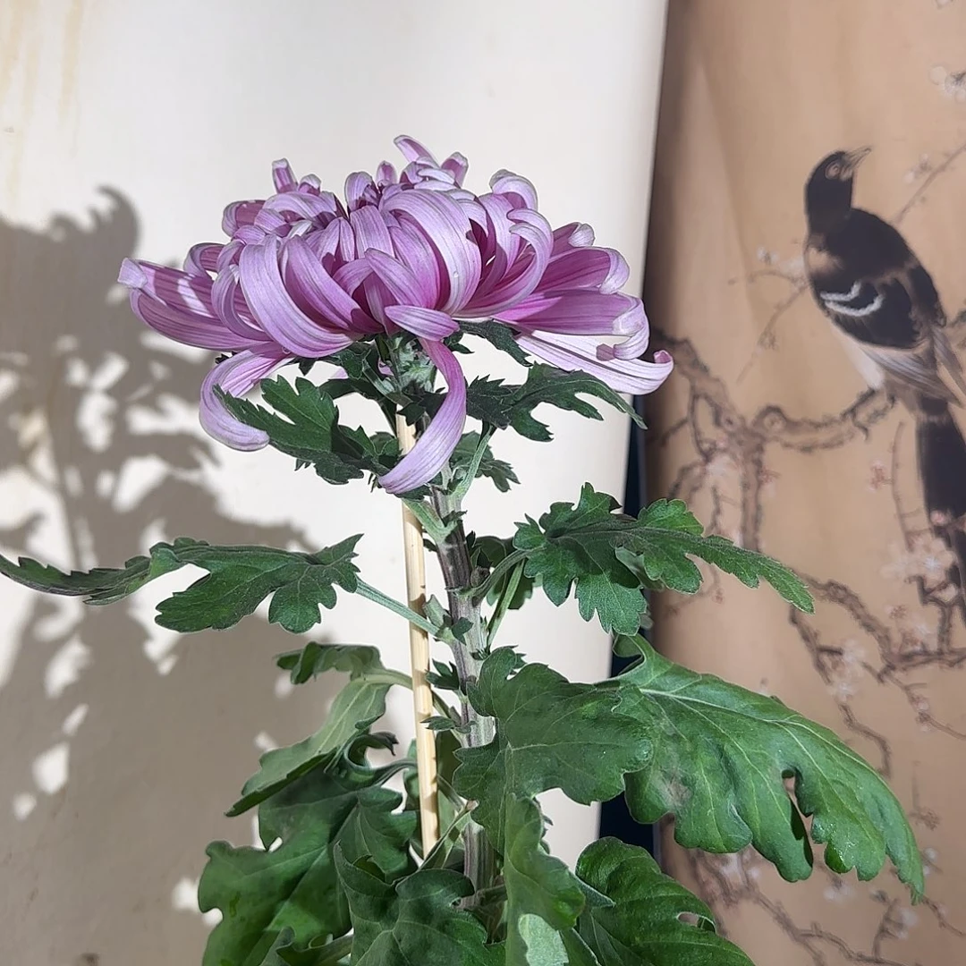 全部花朵G77777777