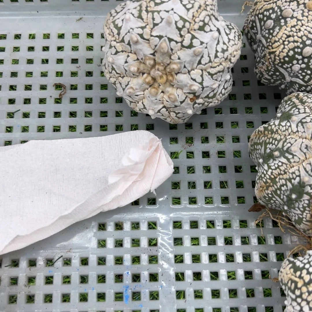?****超浓白V兜仙人球多肉植物