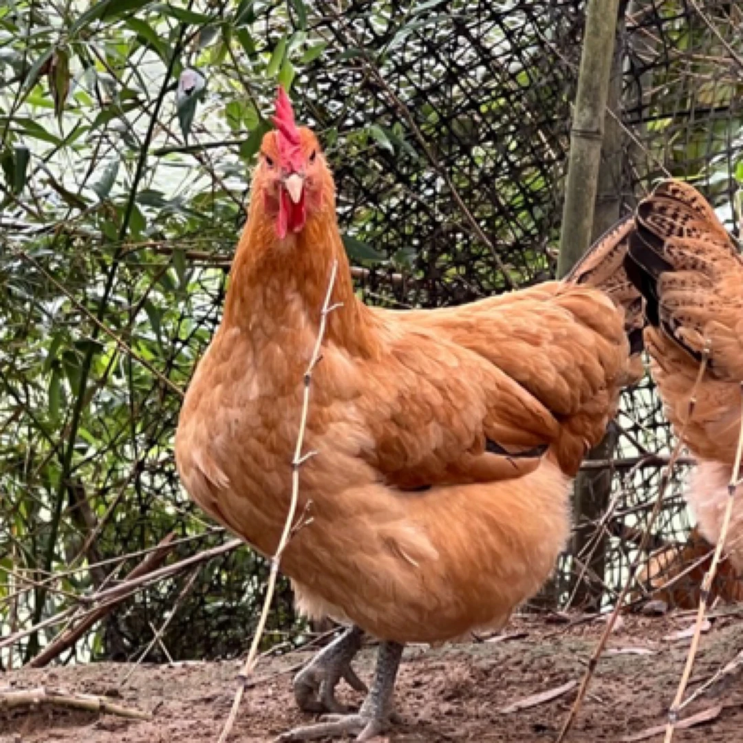 买一只送一只到手两只闽北生态竹林散养小母鸡毛重6~7