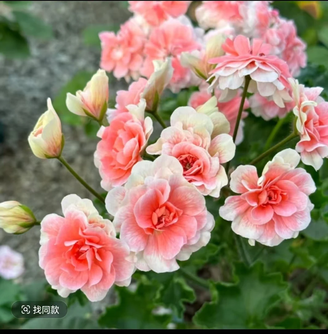 【卡拉玫瑰（重瓣）-】新品天竺葵，不带花苞