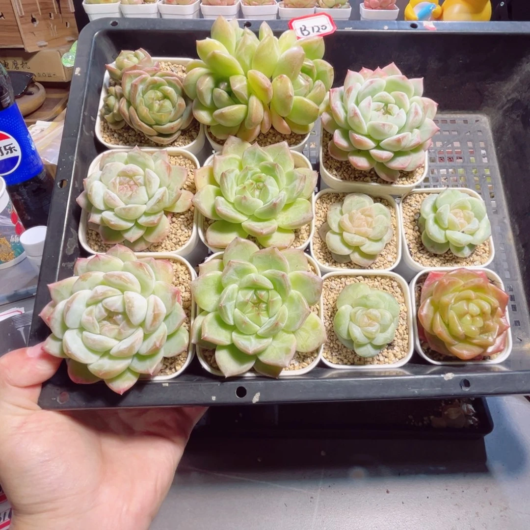 香***版B120一物一拍 打包11个