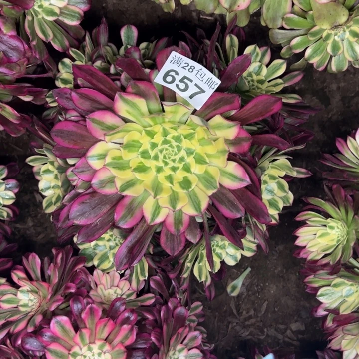 657天和多肉植物