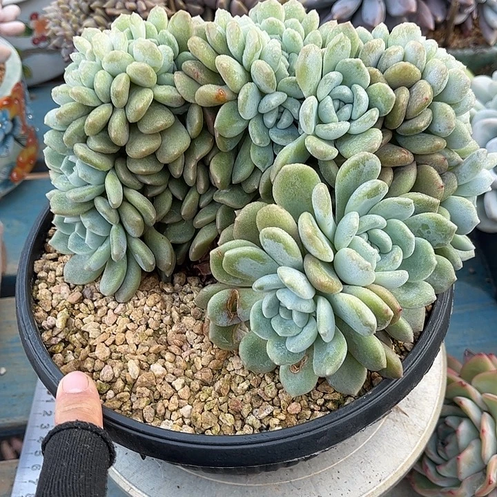 多肉植物一物一拍