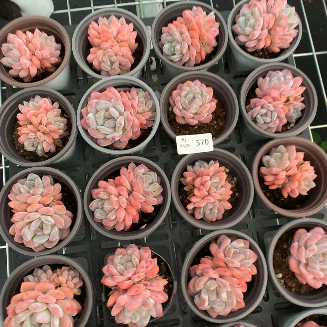 570梦露20颗多肉植物666