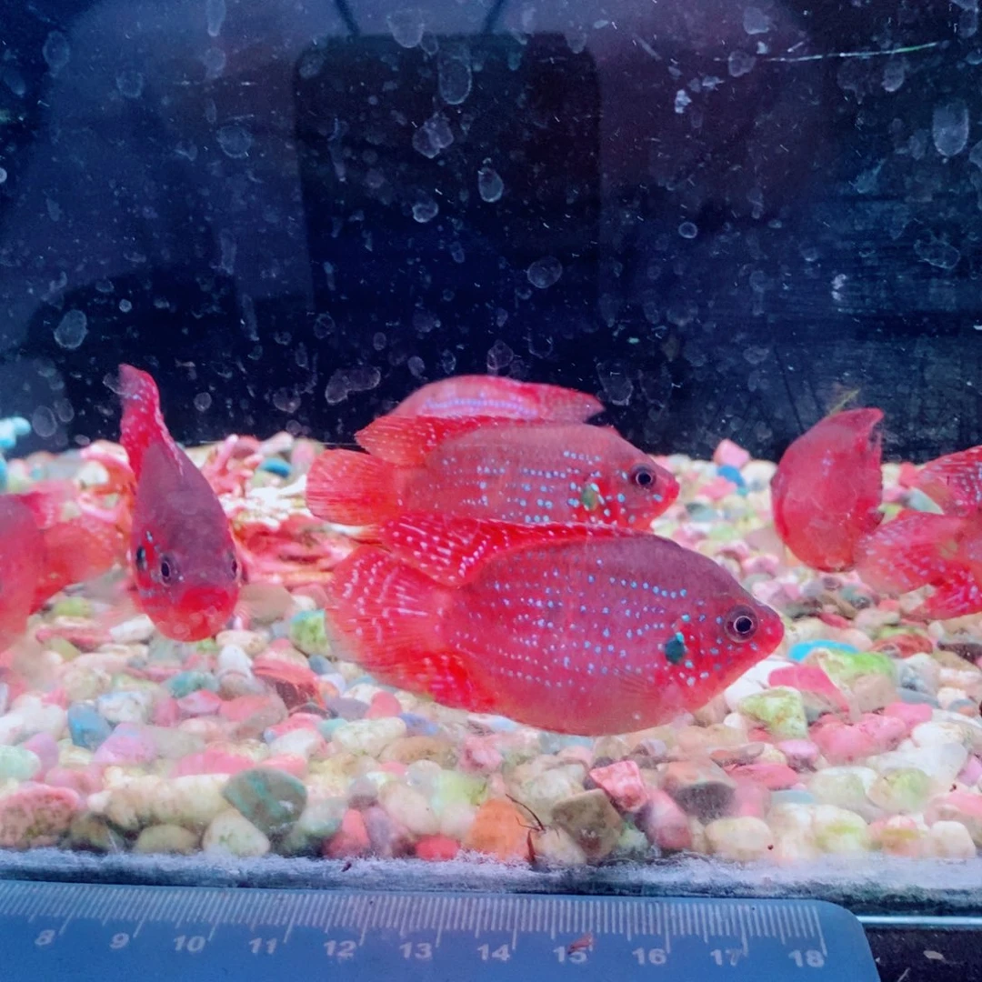 海水鱼淡水鱼很好看的血钻