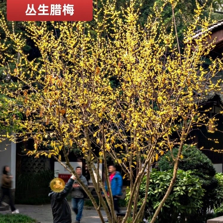 丛生大腊梅花浓香树苗盆栽精品红梅耐寒花卉植物室内外阳台花苗