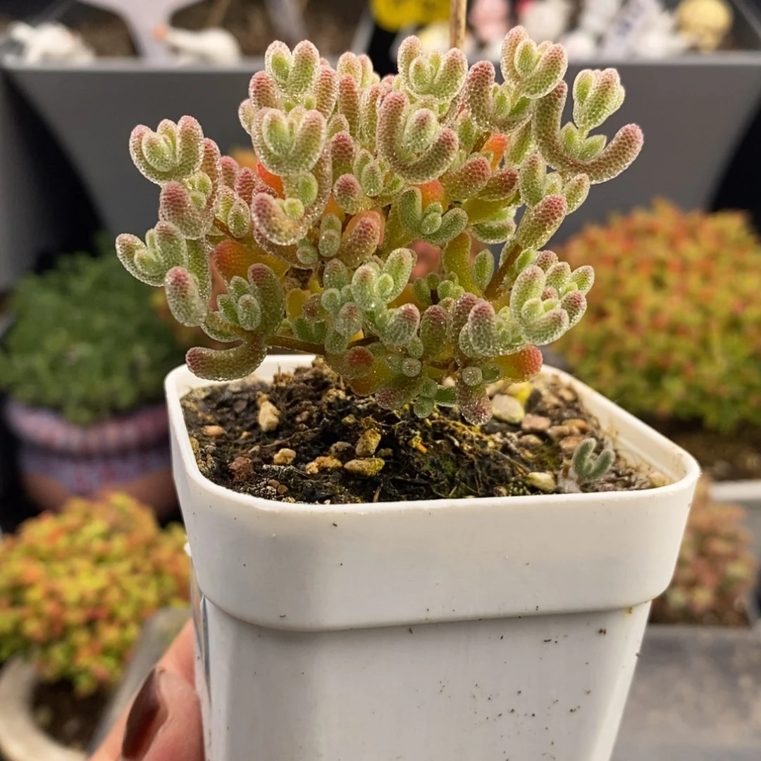 完全开放44号冰晶枝干（6.5cm）元旦福利