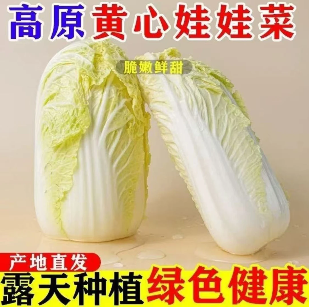 高原黄心下霜娃娃菜农家肥种植天然雪水灌溉富硒营养足味甜叶脆