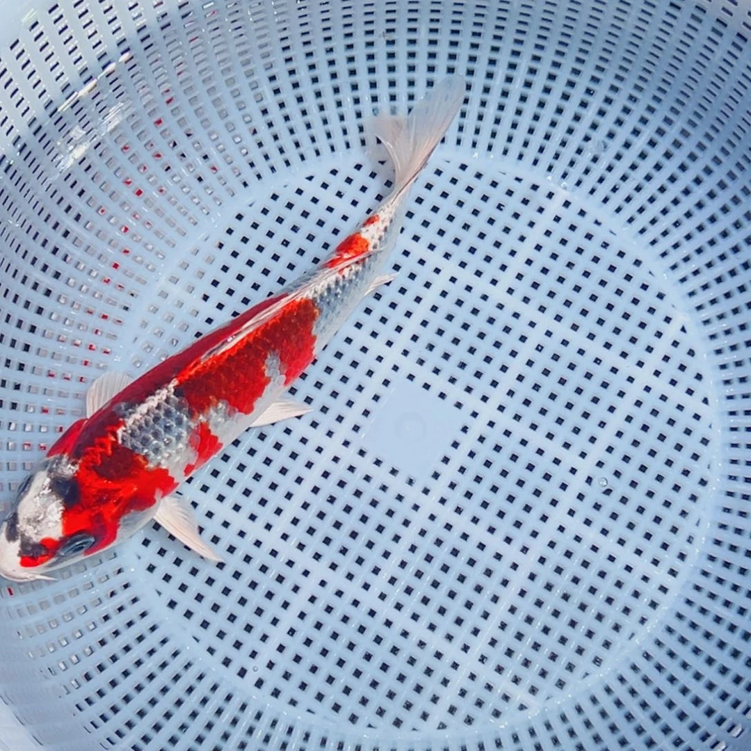 锦鲤锦鲤观赏鱼1111