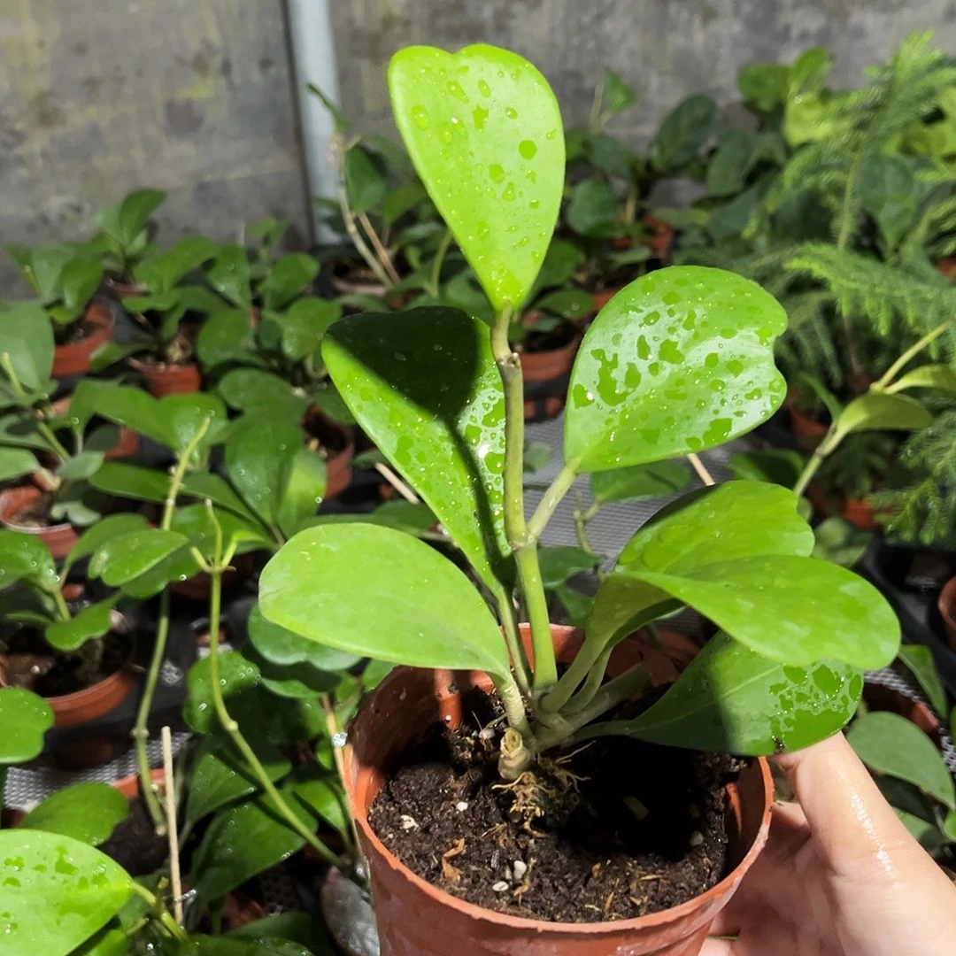 完全开放108 心叶球兰