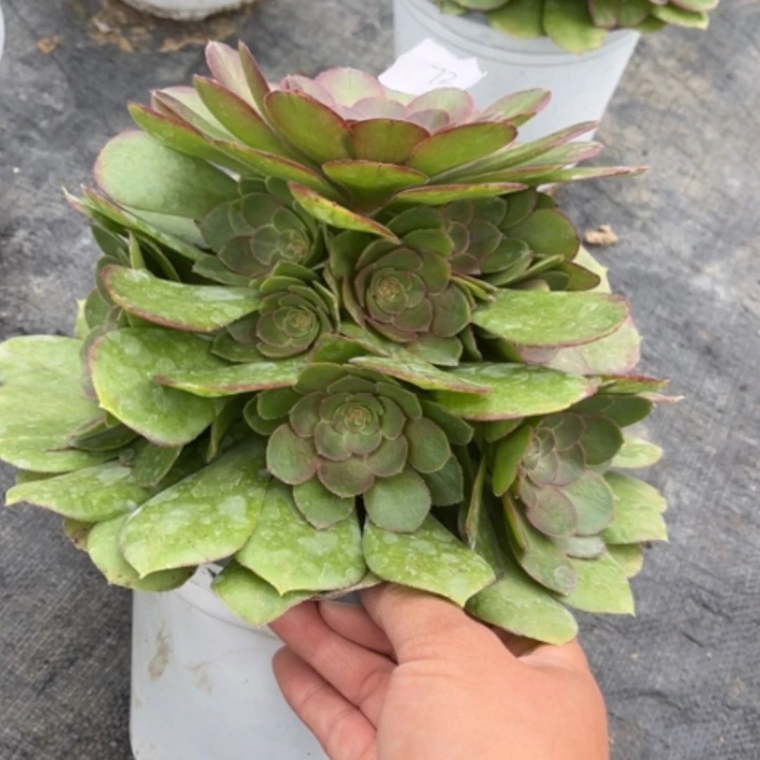 【闪购商品】72莎啦碗多肉法师