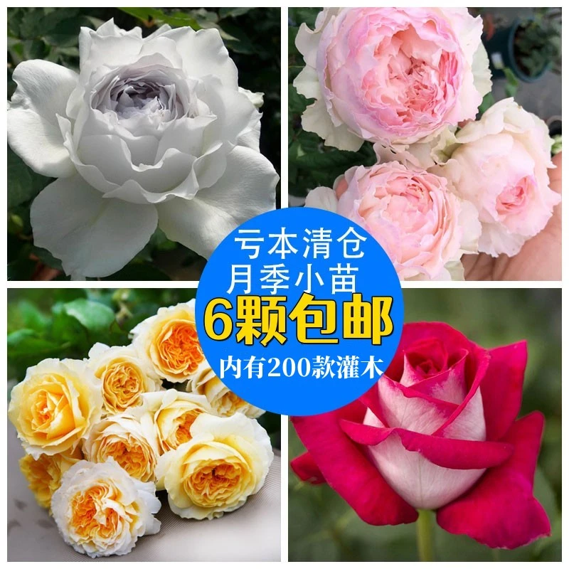 清园【月季灌木藤本微月4颗包邮】活动粉龙蔷薇樱霞伊芙花墙爬藤
