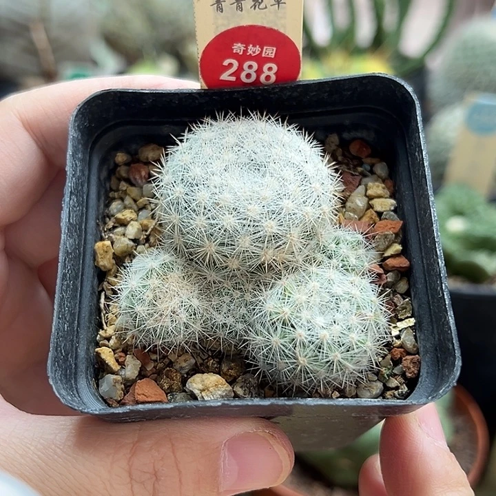 实生樱月丸群一棵