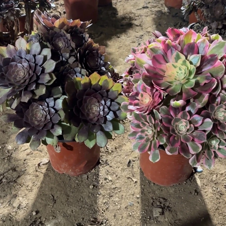 多肉植物法师2颗37