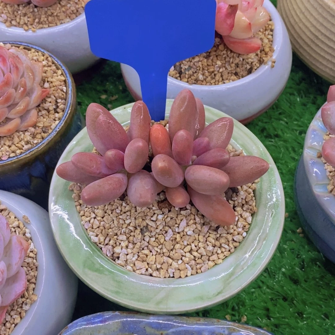 高*开心多肉植物多肉