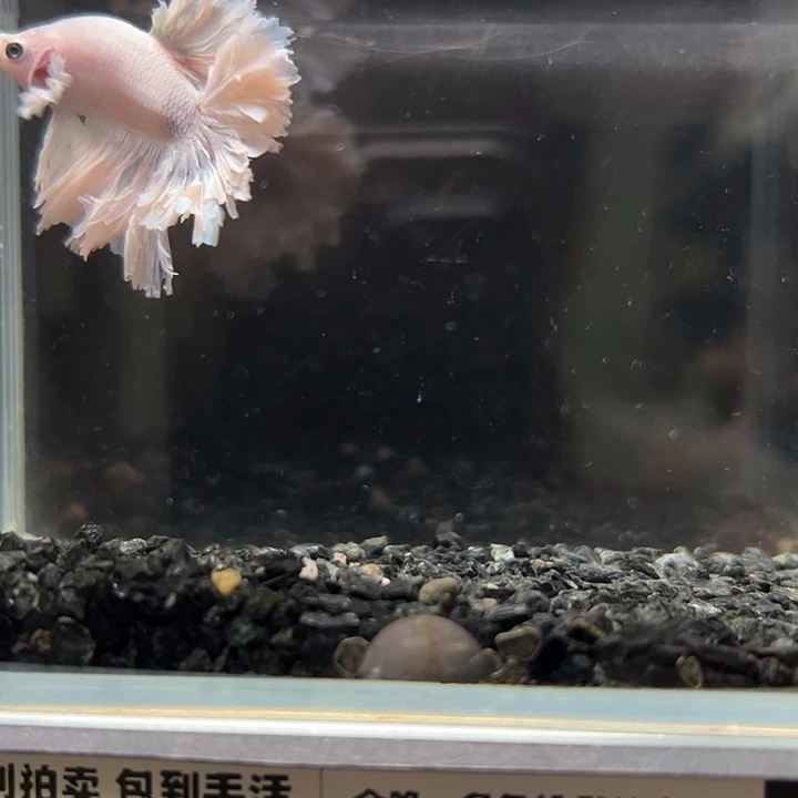 斗鱼竞拍跑单拉黑29日60