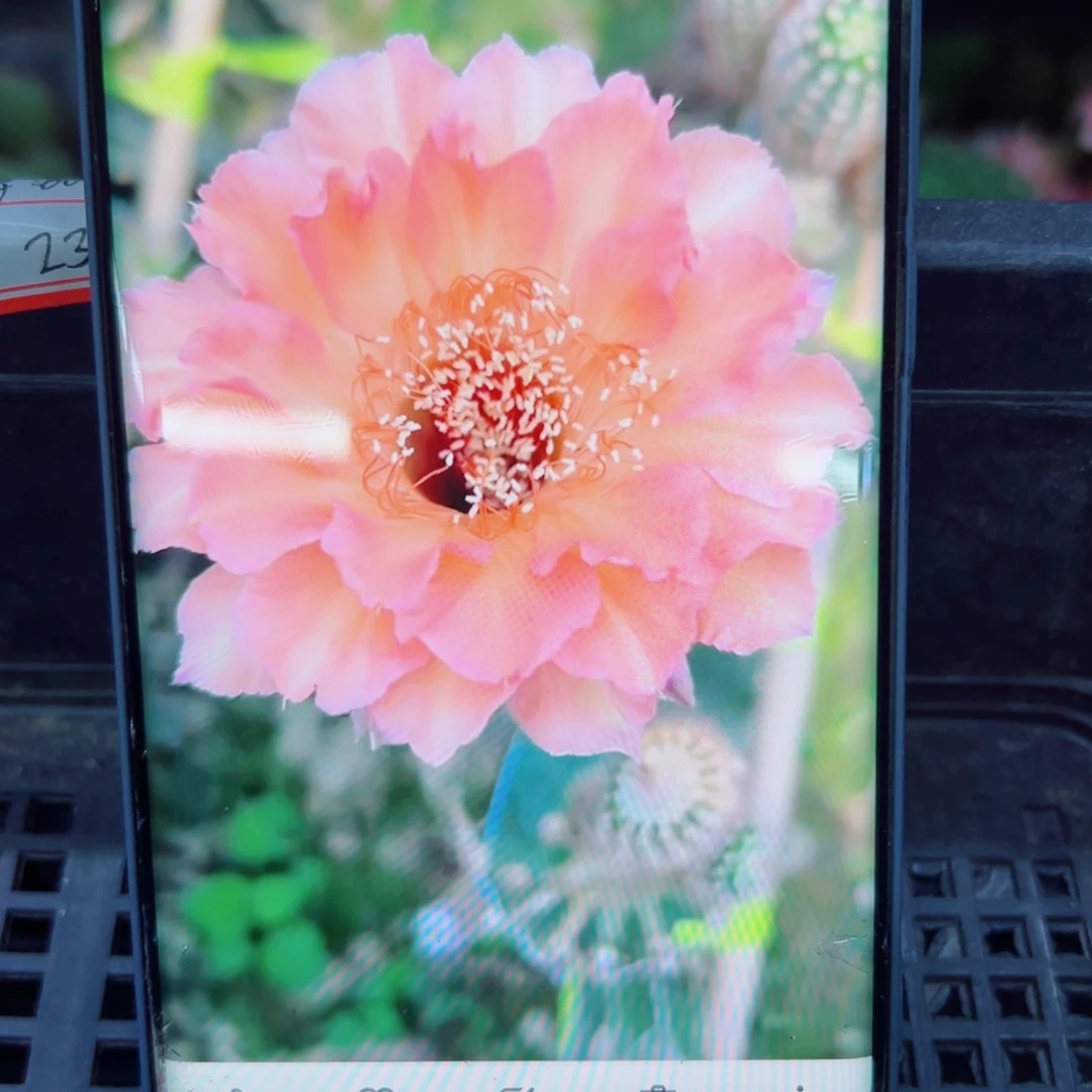 下41彩草60 歪无根侧芽4公分左右20包邮