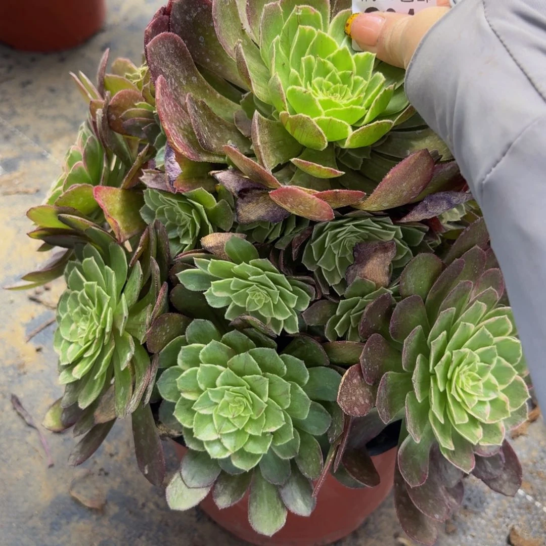 无花朵49多肉植物捧花的