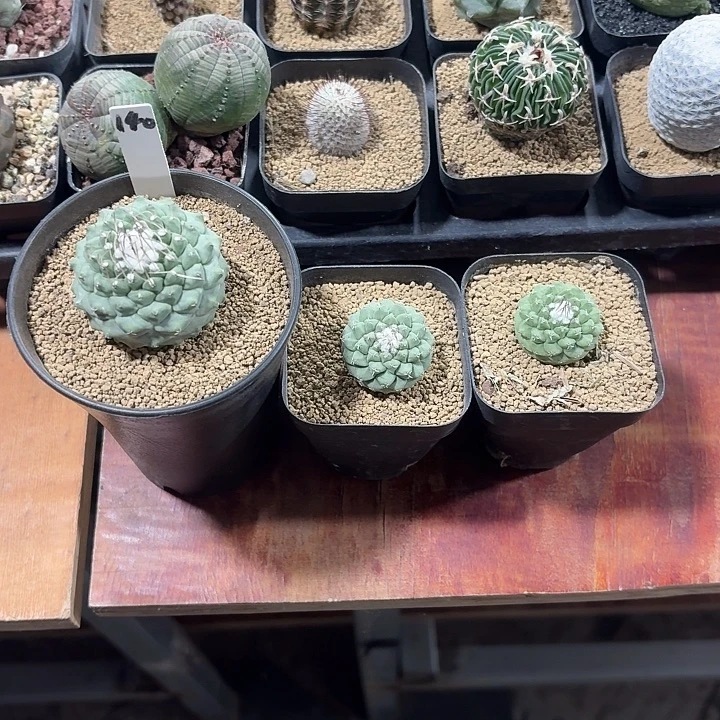 李***。三颗菊水仙人球42345