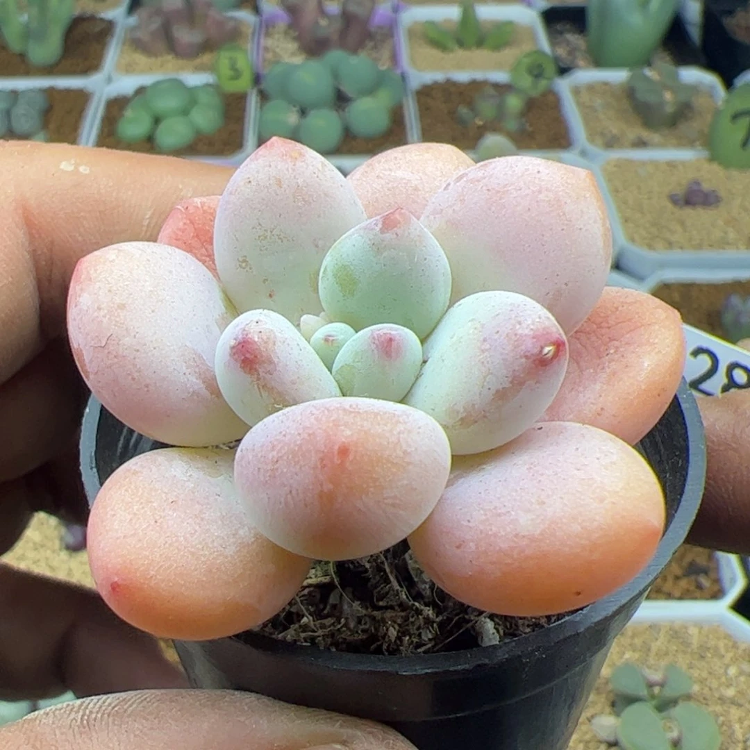 大家过年好22280