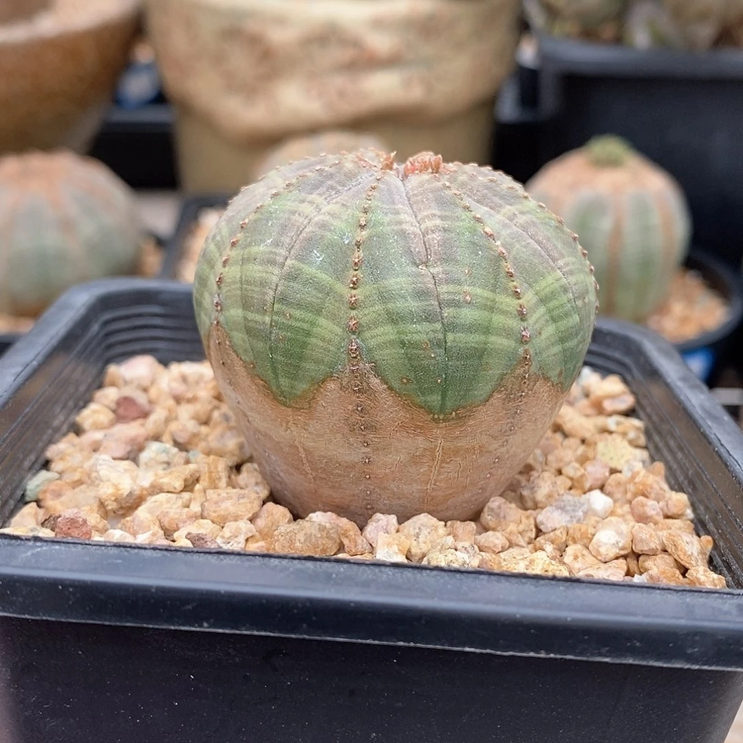 欧系布纹球多肉植物