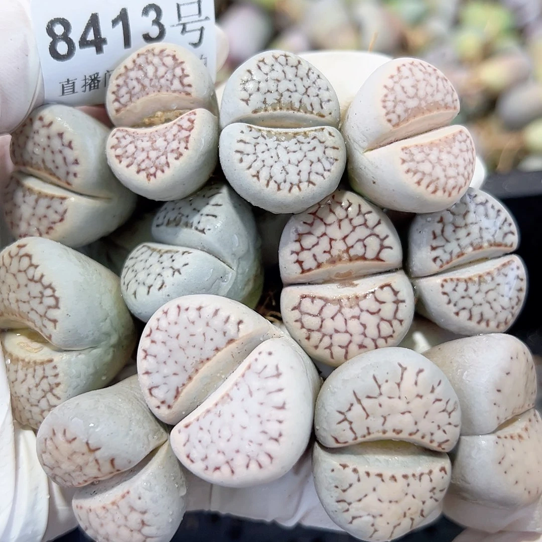 8413 好养易活生石花大母本12个2.5-3cm